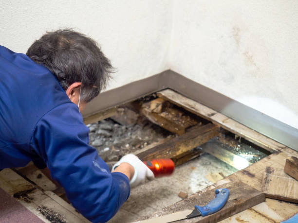 Home Mold Removal in River Road, OR