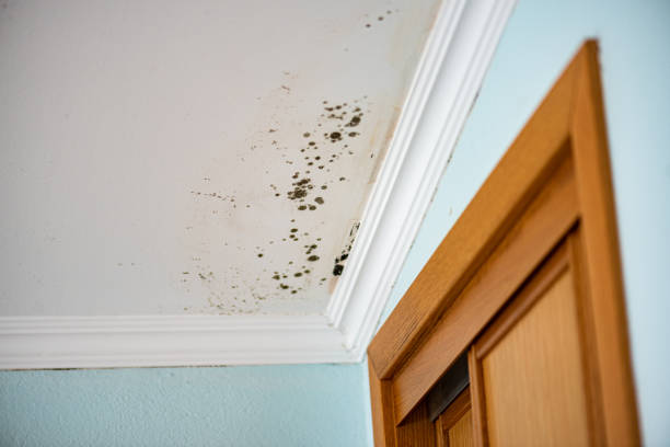 Best Black Mold Removal  in River Road, OR