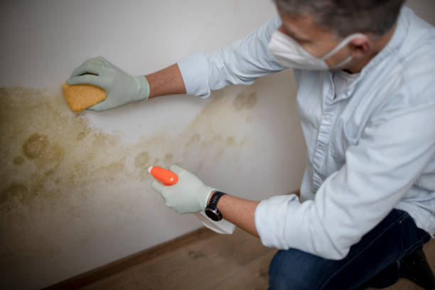 Best Crawl Space Mold Removal  in River Road, OR